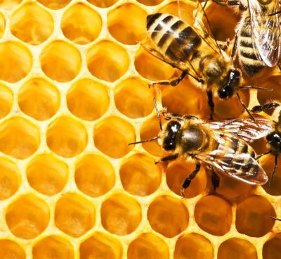honey hive